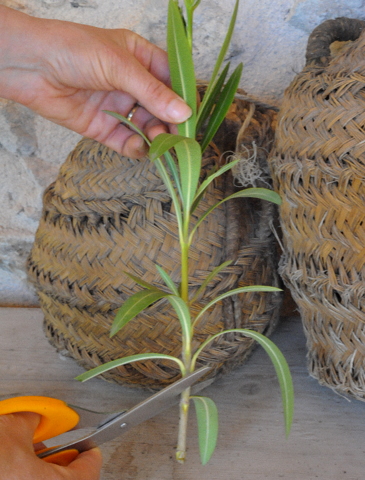 Oleanders, how to propagate and important information about the dangers of pruning them